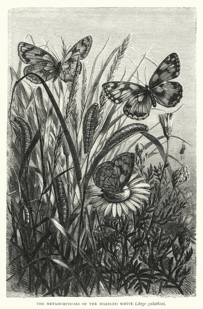 The Metamorphoses of the Marbled White, Arge Galathea by English School