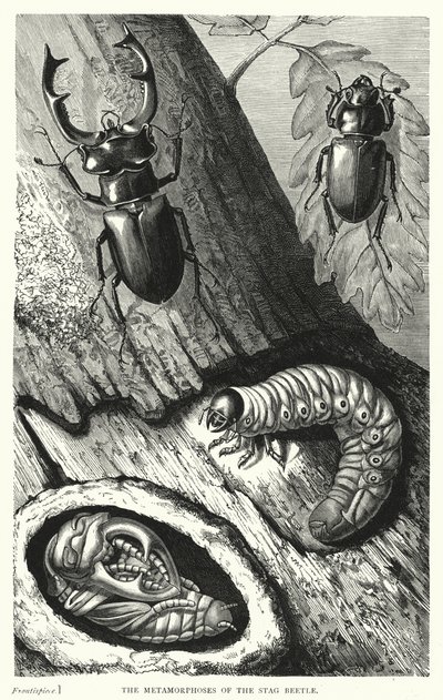 The Metamorphoses of the Stag Beetle by English School