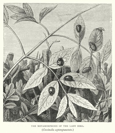 The Metamorphosis of the Lady Bird, Coccinella septempunctata by English School