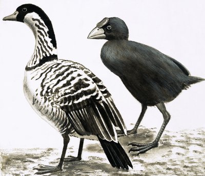 The Ne-Ne or Hawaiian Goose and Takahe bird by English School