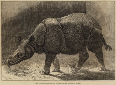 The New Rhinoceros in the Gardens of the Zoological Society by English School