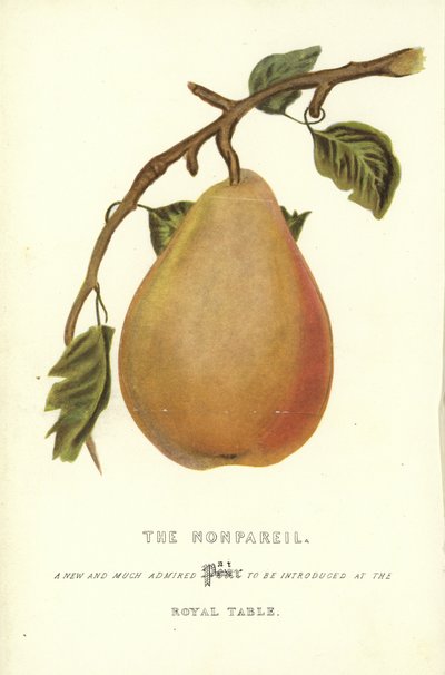 The Nonpareil by English School