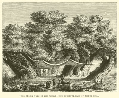 The Oldest Tree in the World, the Chestnut-Tree of Mount Etna by English School