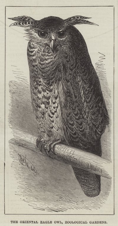 The Oriental Eagle Owl, Zoological Gardens by English School