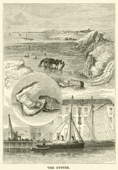 The Oyster by English School
