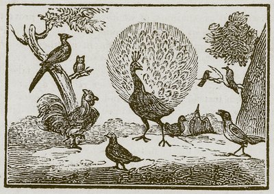 The Peacock and the Magpie by English School