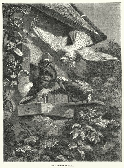 The Pigeon House by English School