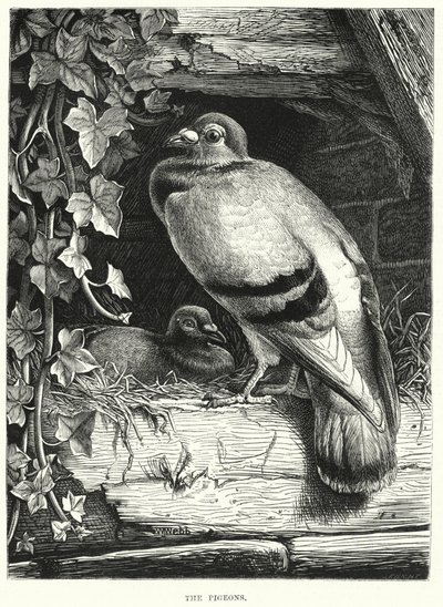 The Pigeons by English School