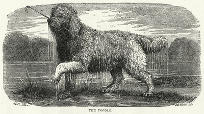 The Poodle by English School