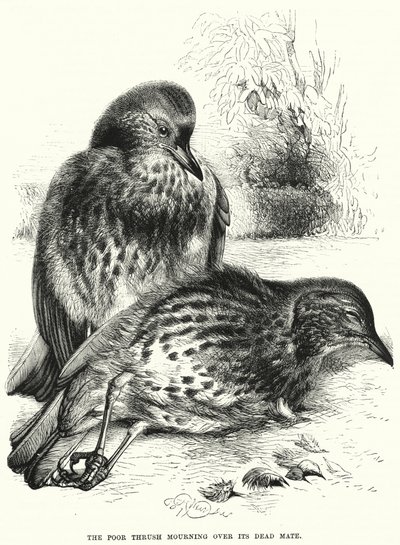 The Poor Thrush Mourning Over Its Dead Mate by English School