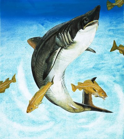 The Porbeagle, a Type of Shark by English School