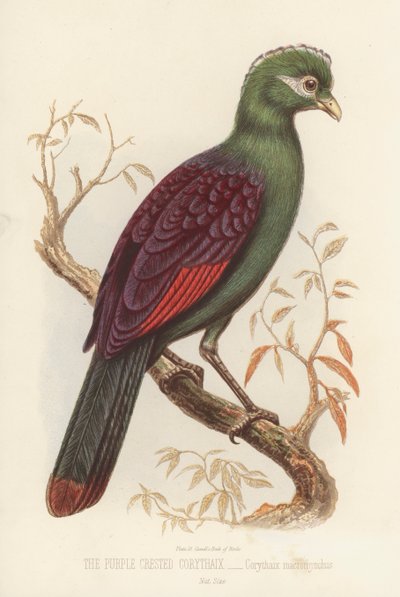 The Purple Crested Corythaix, Corythaix Macrorhynchus by English School
