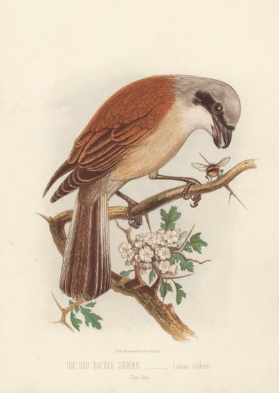 The Red Backed Shrike, Lanius Collurio by English School