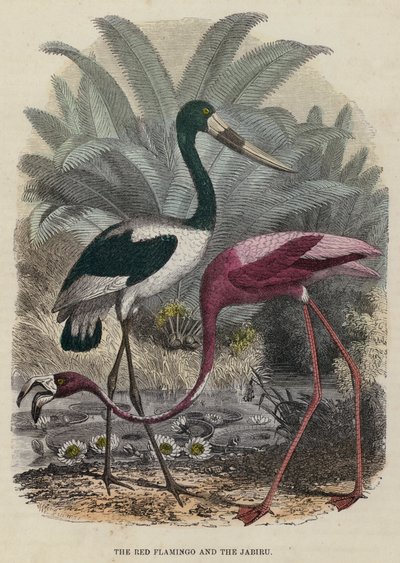 The Red Flamingo and the Jabiru by English School