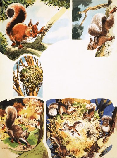The Red Squirrel by English School