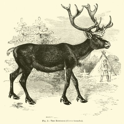 The Reindeer by English School