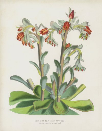 The Retuse Echeverria by English School