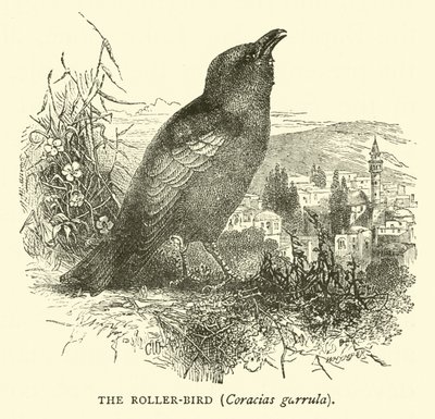 The Roller-bird, Coracias garrula by English School