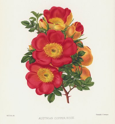 The Rose Garden: Austrian Copper Rose by English School