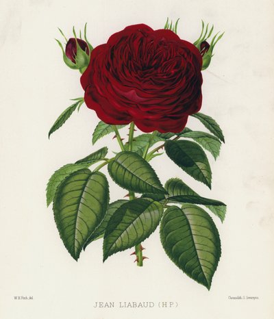 The Rose Garden: Jean Liabaud, HP by English School