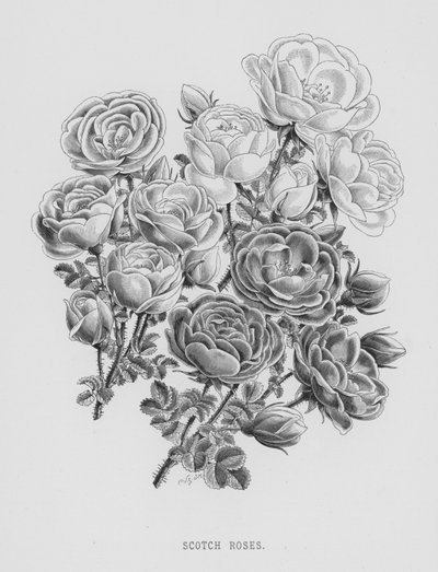 The Rose Garden: Scotch Roses by English School