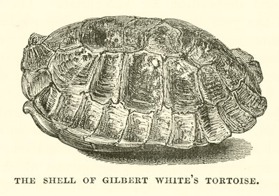 The Shell of Gilbert White