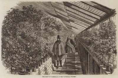 The Show of Camellias at the Vauxhall Nursery by English School