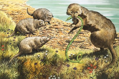 The Snake Catcher (illustration) by English School