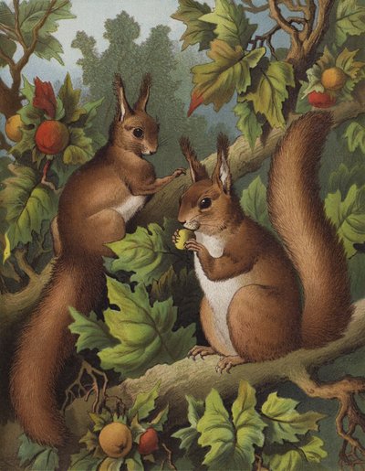 The Squirrel Tree by English School