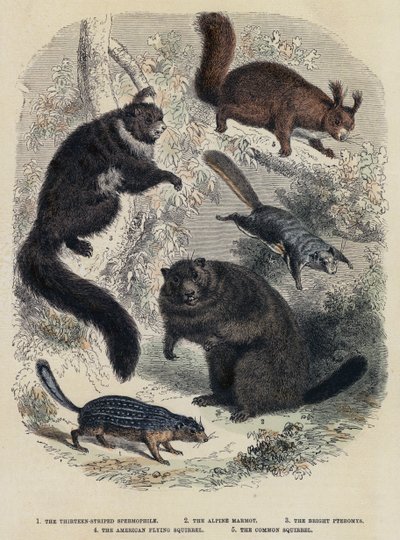 The Thirteen-Striped Spermophile, The Alpine Marmot, The Bright Pteromys, The American Flying Squirrel, The Common Squirrel by English School