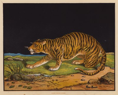 The Tiger by English School