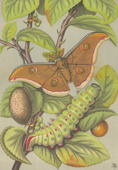 The Tussar Silkworm of India by English School