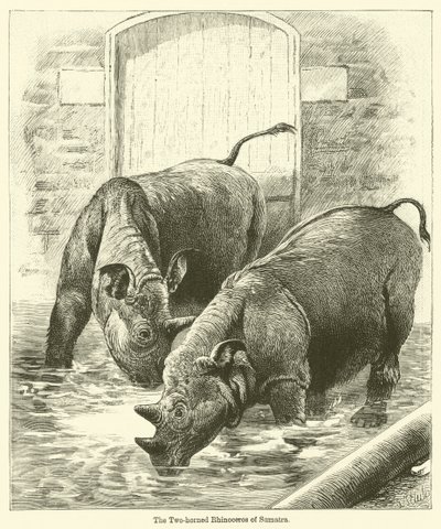 The Two-Horned Rhinoceros of Sumatra by English School