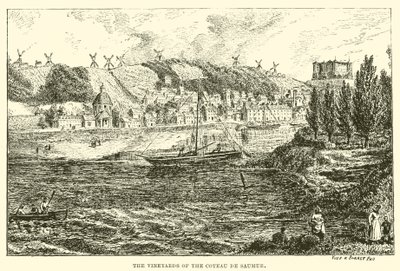 The Vineyards of the Coteau de Saumur by English School