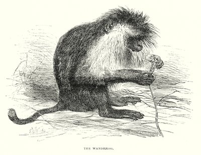 The Wanderoo by English School