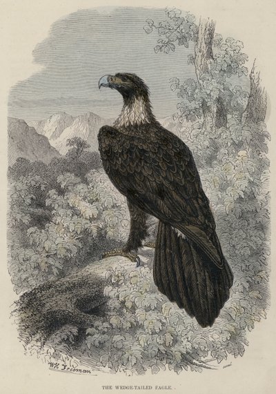 The Wedge-Tailed Eagle by English School