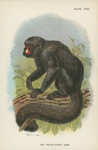 The White-Nosed Saki by English School