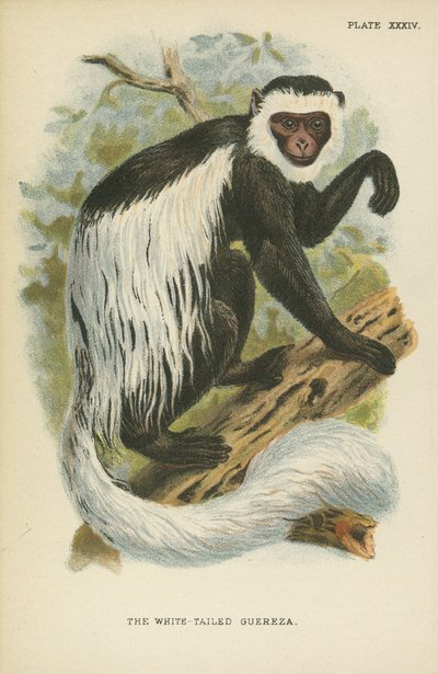 The White-Tailed Guereza by English School