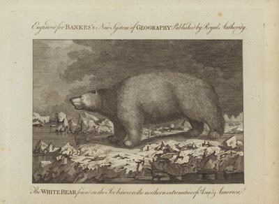 The White Bear by English School
