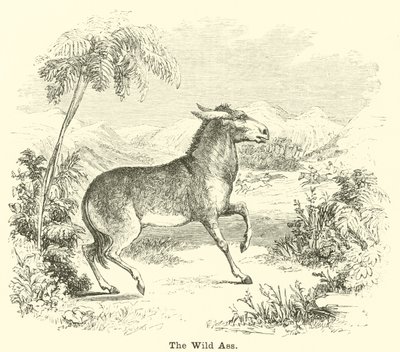 The Wild Ass by English School
