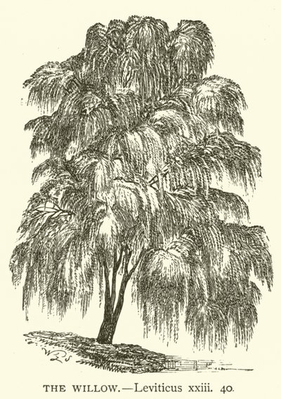 The Willow, Leviticus, xxiii, 40 by English School