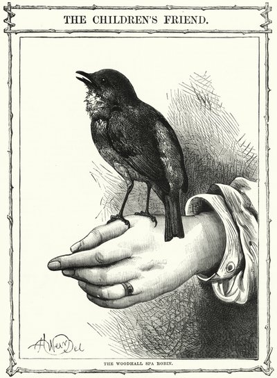 The Woodhall Spa Robin by English School
