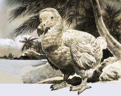 The World of Nature: The Mystery Bird from Mauritius (The Dodo) by English School