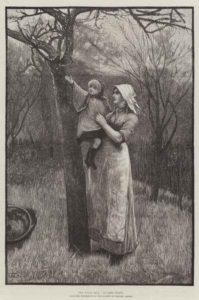 The Young Bud by English School