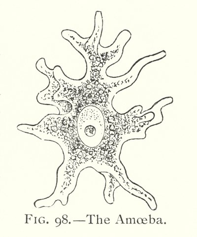 The amoeba by English School