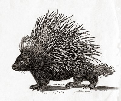 The Crested Porcupine, from an 18th Century Print by English School
