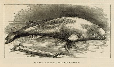 The Dead Whale at the Royal Aquarium by English School