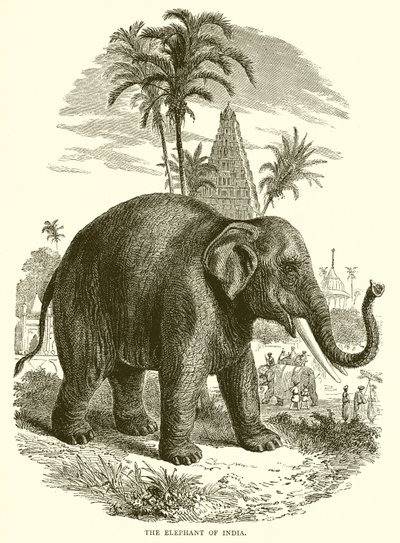 The Elephant of India by English School