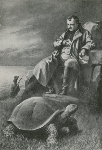 The Giant Tortoise That Saw Napoleon by English School