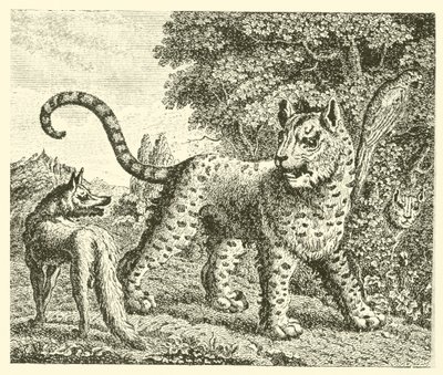The leopard and the fox by English School